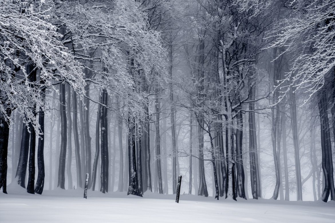 black-and-white-cold-fog-forest-235621-scaled.jpg