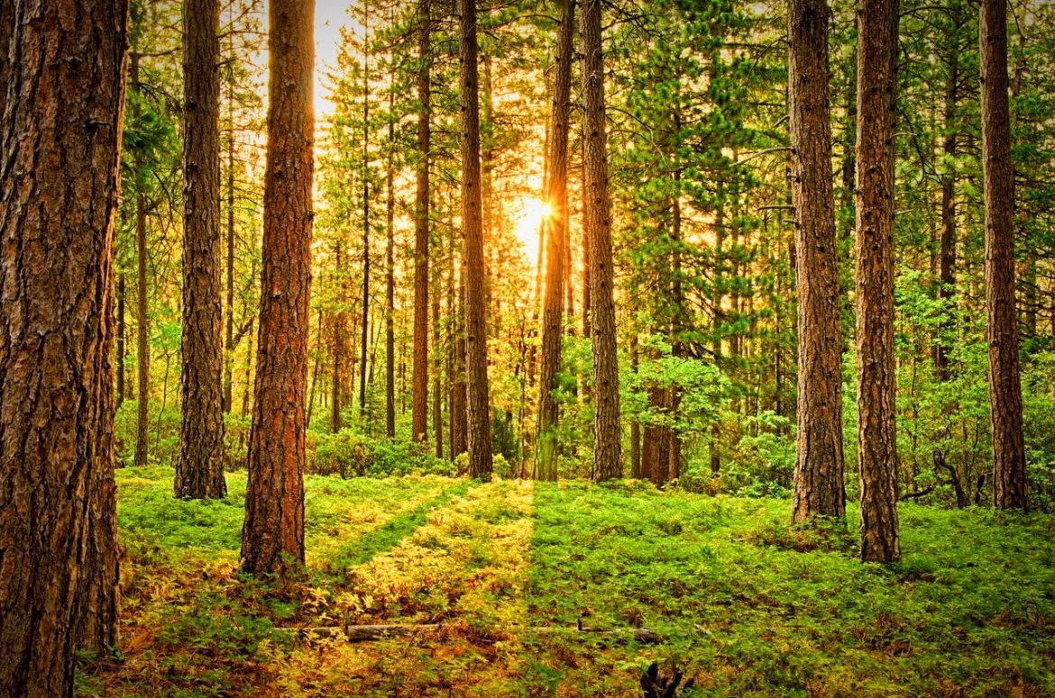 green-trees-675949.jpg